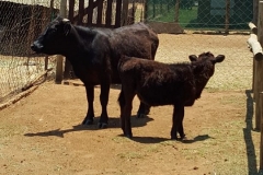Annabel and Dexter - Cows mobile farmyard