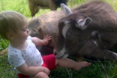 Austin - Goats mobile petting zoo kids entertainment
