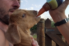 BJ - mobile farmyard