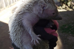 Bon Jovi - Tenerec mobile zoo