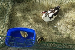 Ducks - mobile farmyard