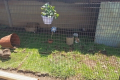Guinea pigs - mobile petting zoo farmyard