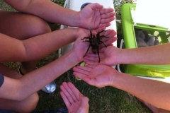 Tarantula - mobile zoo